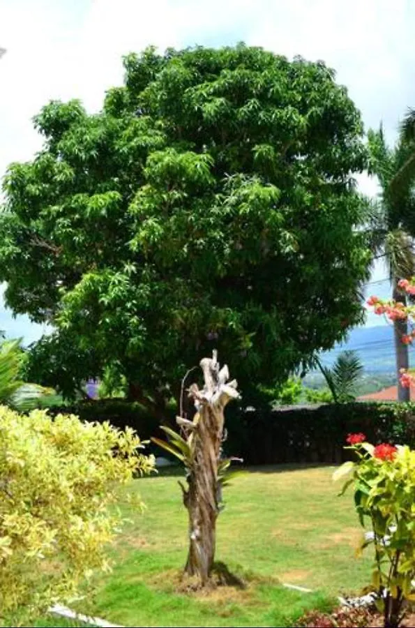 Castle Vue B&B Montego Bay Bed & Breakfast